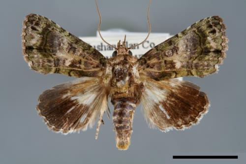 Aedia perdicipennis[00007053]