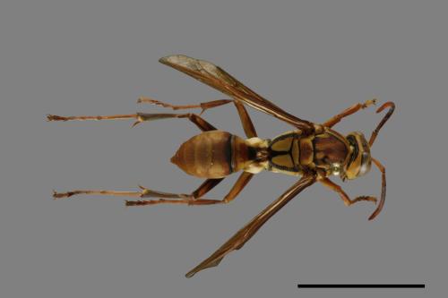 Polistes formosanus[00101409]