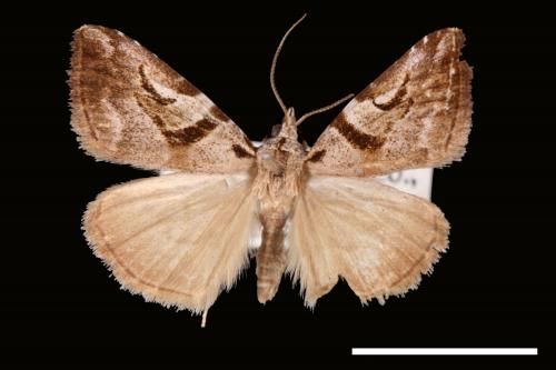 Oglasa mediopallens[00008019]