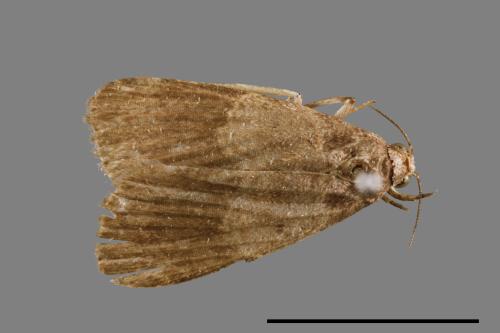 <已分類>Family：Noctuidae[夜蛾科][00010848]