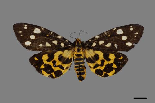 Aglaomorpha histrio formosana[大麗燈蛾][00071348]