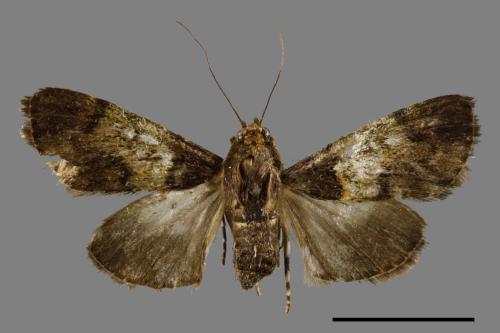 <已分類>Family：Pyralidae[螟蛾科][00052699]