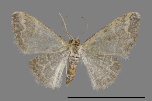 <已分類>Genus：Idaea[00099688]