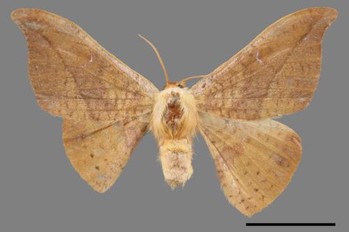 Oreta brunnea[褐鉤蛾][00020081]