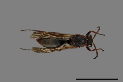 Polistes eboshinus[姬長腳蜂][00072622]