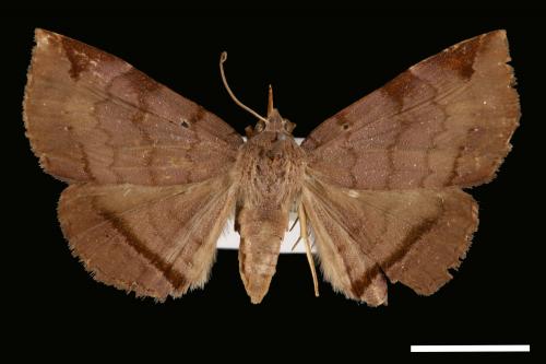 <已分類>Genus：Mecodina[00007461]