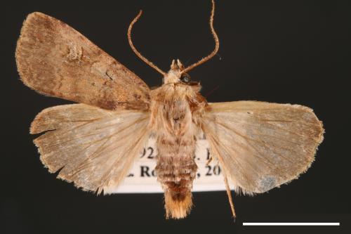 Diarsia canescens[灰歹夜蛾][00000912]