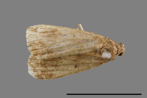 <已分類>Family：Noctuidae[夜蛾科][00010839]