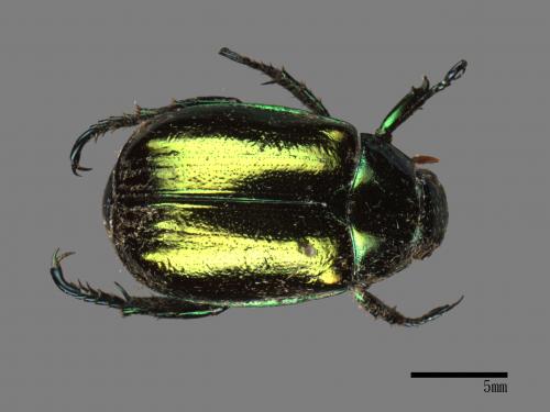 Mimela splendens[艷金龜][00081336]