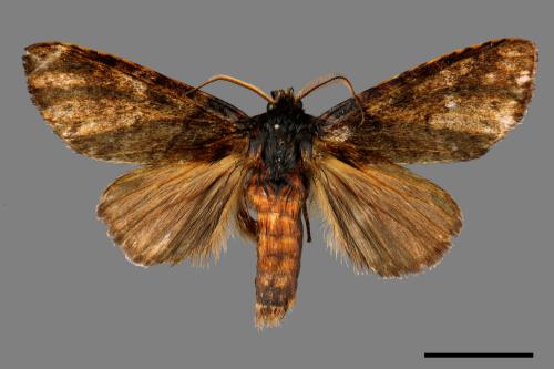 Pseudofentonia diluta variegata[迴舟蛾][00039437]