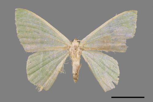 Thalassodes immisarius opalinus[粗脛翠尺蛾][00024213]