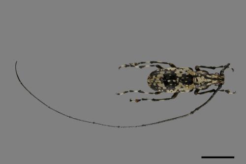 <已分類>Family：Anthribidae[長角象鼻蟲科][00099935]
