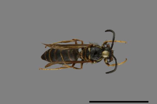 Vespula flaviceps[細黃胡蜂][00073463]