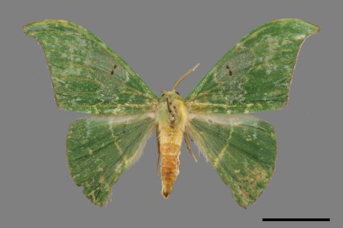 Tanaorhinus viridiluteatus[雙點鐮翅青尺蛾][00019848]