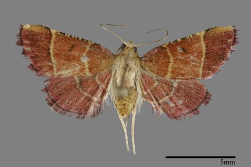 <已分類>Family：Pyralidae[螟蛾科][00099924]