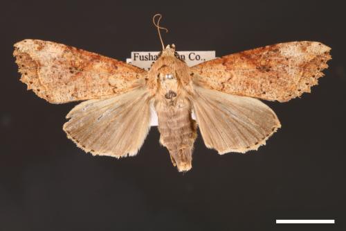 Tiracola plagiata[掌夜蛾][00001273]