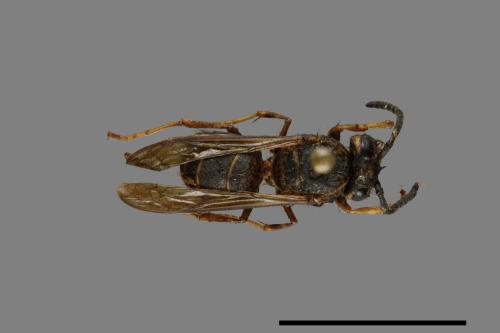 Vespula flaviceps[細黃胡蜂][00073249]