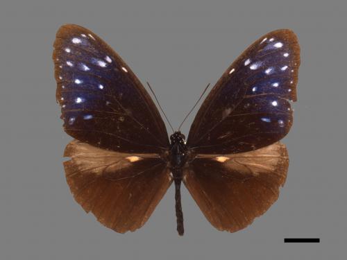 Euploea mulciber barsine[端紫斑蝶][00027450]