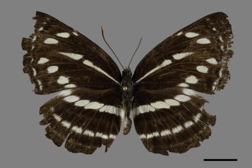 Neptis nata lutatia[臺灣三線蝶][00093761]