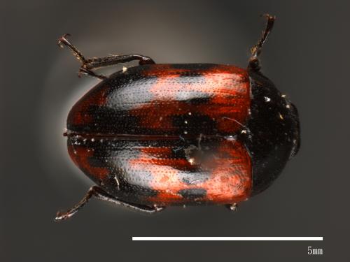 Diaperis lewisi intersecta[路氏黃斑擬步行蟲][00083745]