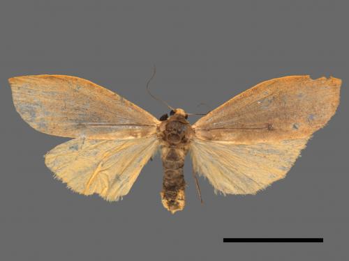 Eilema postimaculosa[兩色土苔蛾][00039407]