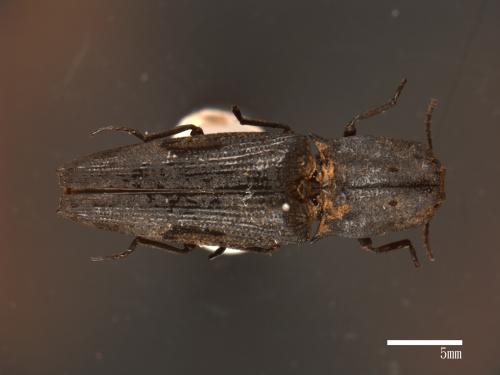 Cryptalaus larvatus[雙紋褐叩頭蟲][00082194]