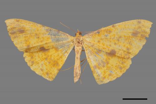 Eumelea ludovicata[雌黃粉尺蛾][00019618]