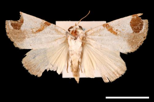 Sphragifera biplagiata taimacula[00002726]
