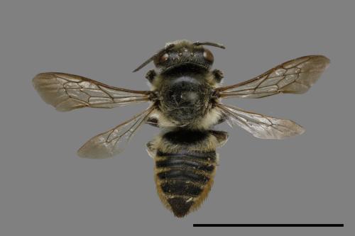 Megachile igniscopata[00079460]