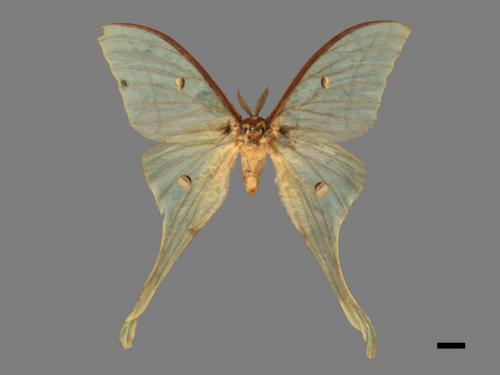 Actias selene ningpoana[長尾水青蛾][00016312]