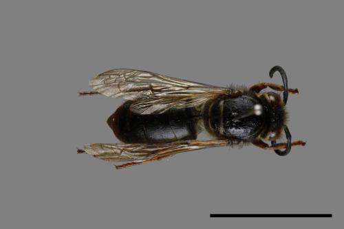 Vespula flaviceps[細黃胡蜂][00073171]