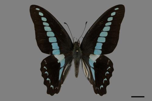 Graphium sarpedon connectens[青帶鳳蝶][00101101]