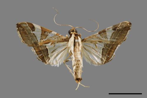 Glyphodes itysalis[00052612]
