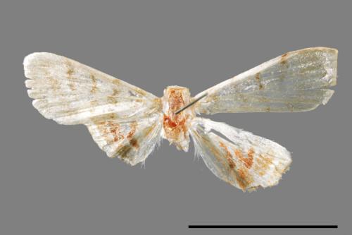 <已分類>Family：Crambidae[草螟科][00066856]