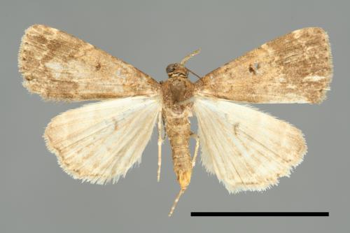 <已分類>Family：Noctuidae[夜蛾科][00010916]