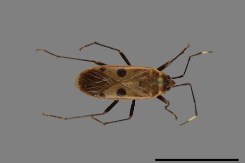 Physopelta quadriguttata[00026234]
