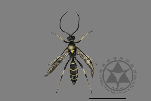 <已分類>Family：Ichneumonidae[姬蜂科][00196764]