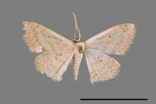 <已分類>Genus：Scopula[00019993]