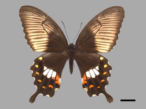 Papilio polytes polytes[玉帶鳳蝶][00061541]