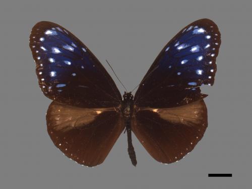 Euploea mulciber barsine[端紫斑蝶][00013376]