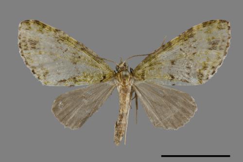 <已分類>Family：Geometridae[尺蠖蛾科][00099900]