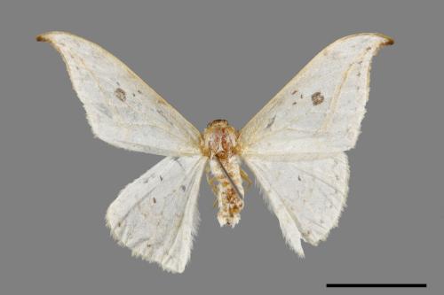 Drepana pallida nigromaculata[ㄧ點鉤蛾][00071407]