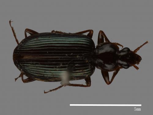 <已分類>Family：Carabidae[步行蟲科][00081980]