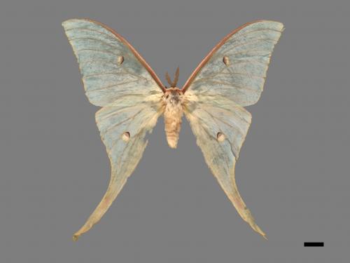 Actias selene ningpoana[長尾水青蛾][00016316]