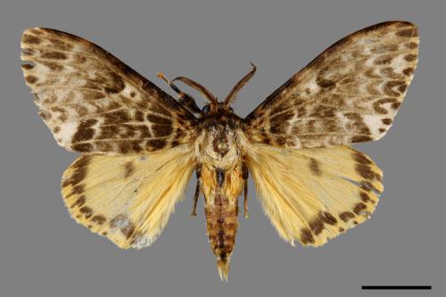 Lymantria mathura subpallida[波斑毒蛾][00020628]