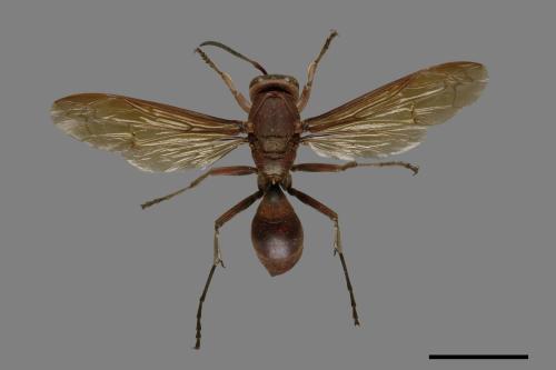 Polistes tenebricosus[赭褐長腳蜂][00074297]