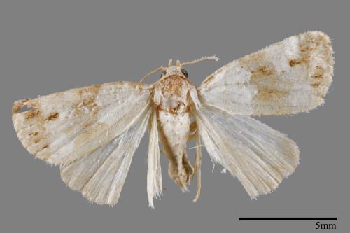 Maliattha signifera[00009324]