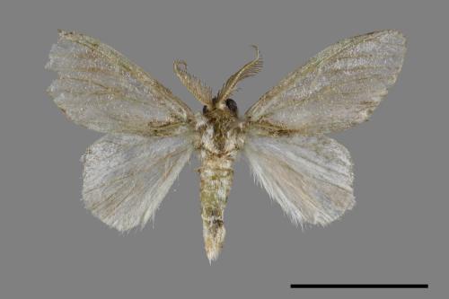 Liparopsis postalbida[中灰舟蛾][00045539]