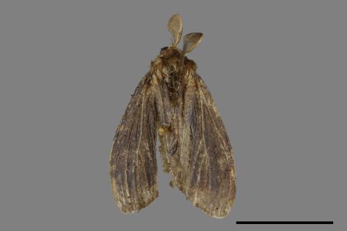 Orgyia postica[小白紋毒蛾][00024227]