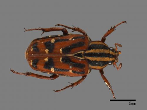 Euselates perraudieri taivanicus[巴蘭陷紋金龜][00081516]